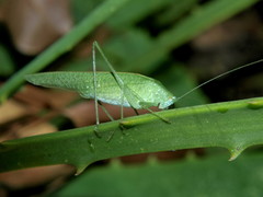 Eulioptera