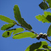 Quercus castanea - Photo (c) Juan Carlos López Domínguez,  זכויות יוצרים חלקיות (CC BY-NC), הועלה על ידי Juan Carlos López Domínguez