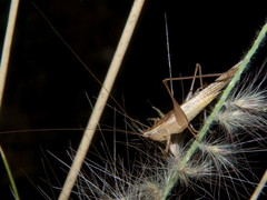 Conocephalus conocephalus