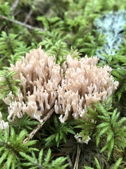 Ramaria gracilis
