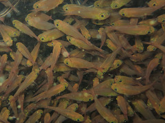 Glassfish