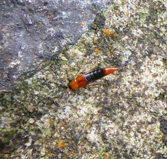 Parabolitobius formosus