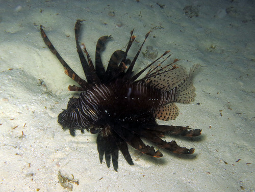 Lionfish