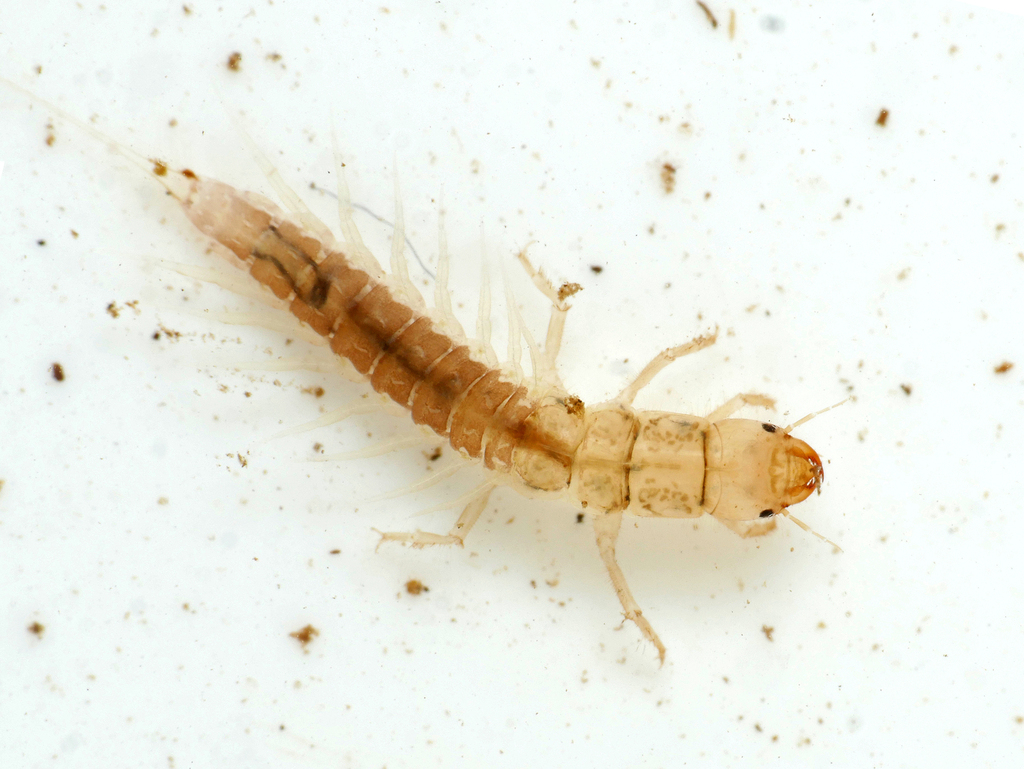 scarce alderfly