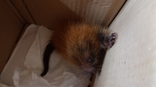 Paraguayan Hairy Dwarf Porcupine