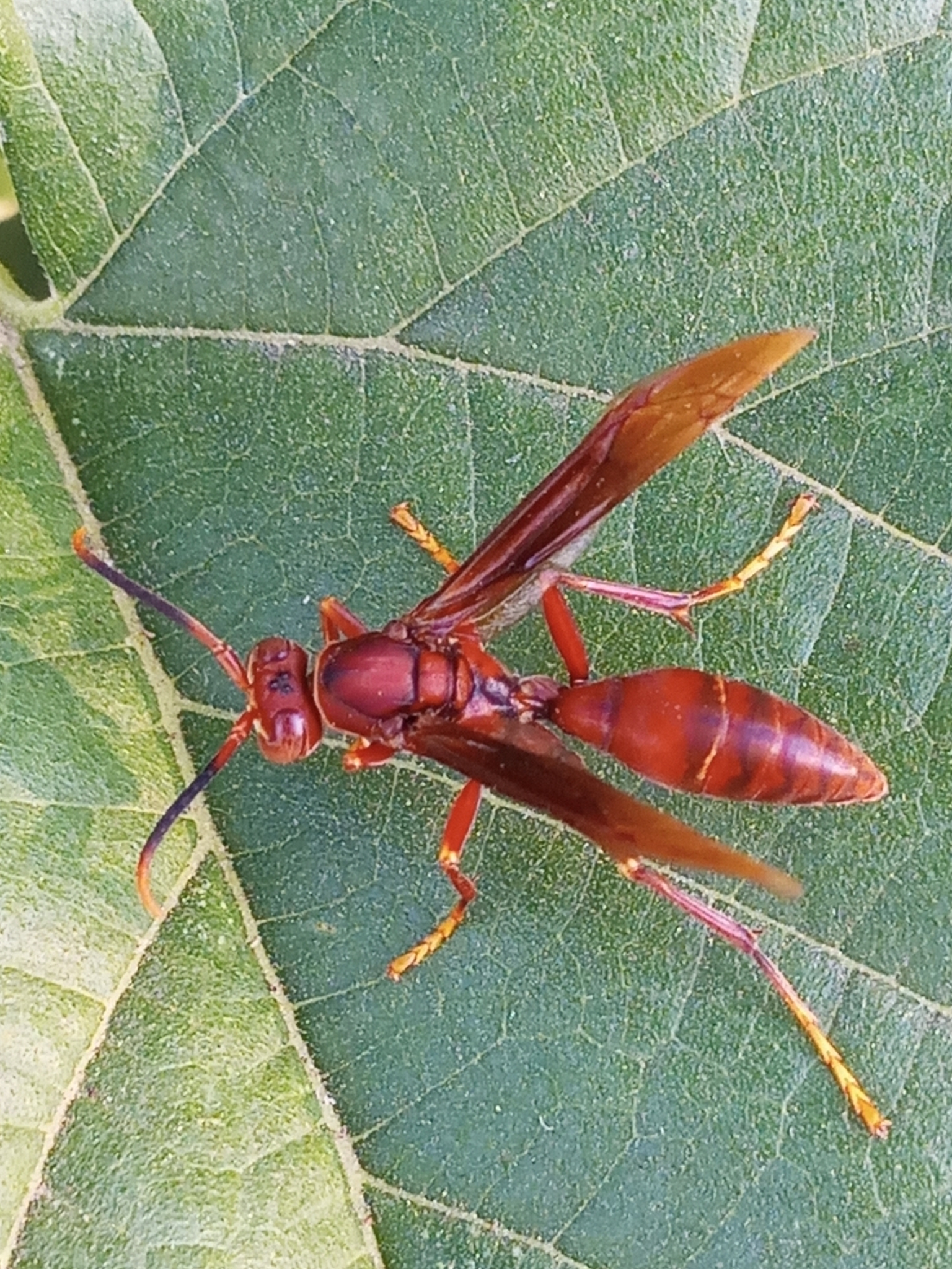 Polistes canadensis (Linnaeus, 1758)