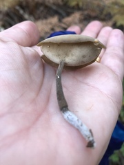 Helvella macropus