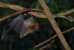 Cynopterus brachyotis