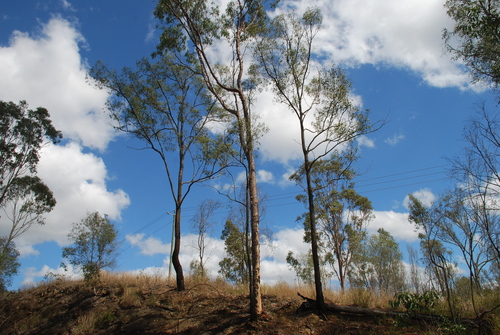 Corymbia citriodora