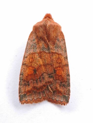 Three-spotted Sallow photo 2