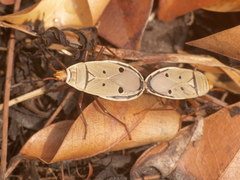Probergrothius