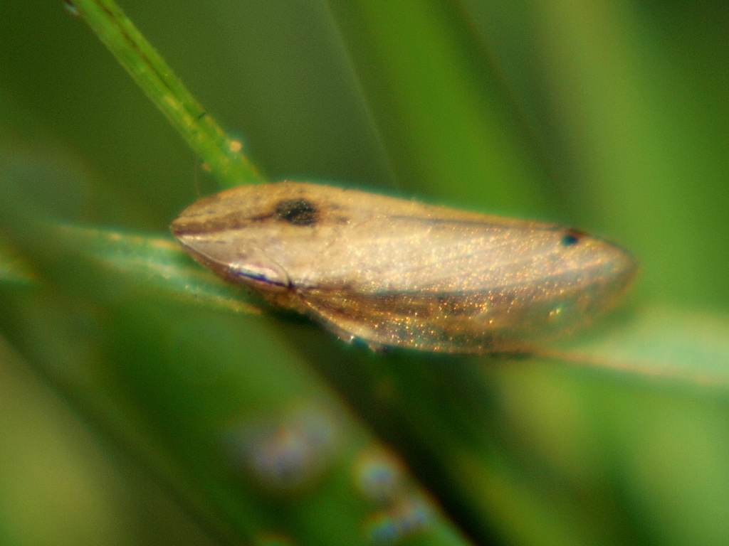 Clovia declivis