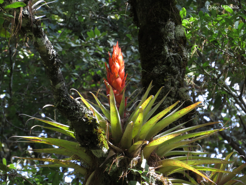 How to identify Tillandsia ponderosa L.B.Sm.