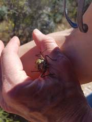 Hemihetrodes bachmanni