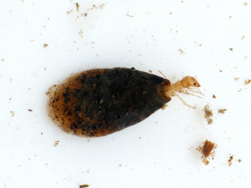 Ithytrichia lamellaris