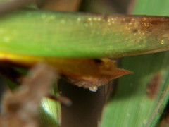 Acrida acuminata