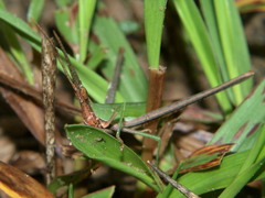 Acrida acuminata