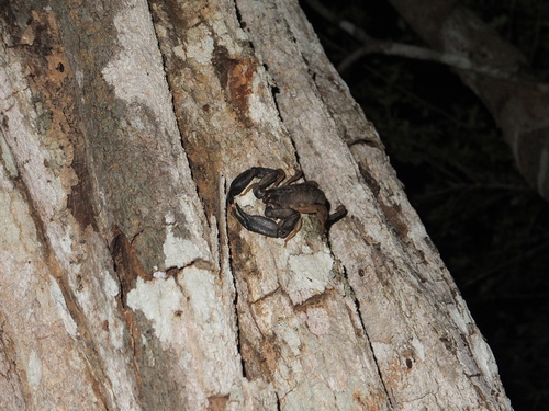 Opisthacanthus madagascariensis
