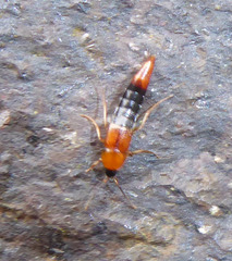 Parabolitobius formosus