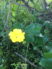 Luffa acutangula