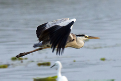 Ardea cinerea