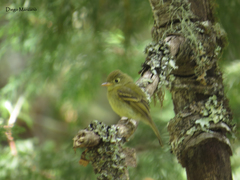 Empidonax flavescens