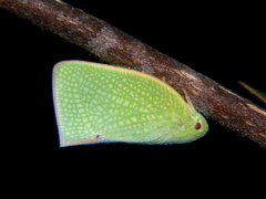 Cryptoflata