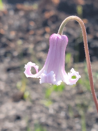 Image of Clematis baldwinii by (c) Jay Horn, some rights reserved (CC BY)