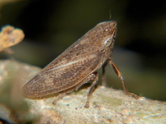 Poophilus costalis