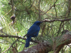 Aphelocoma unicolor unicolor