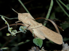 Lobosceliana loboscelis