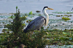 Ardea cinerea