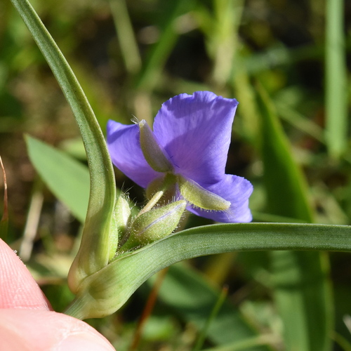 Western Spiderwort