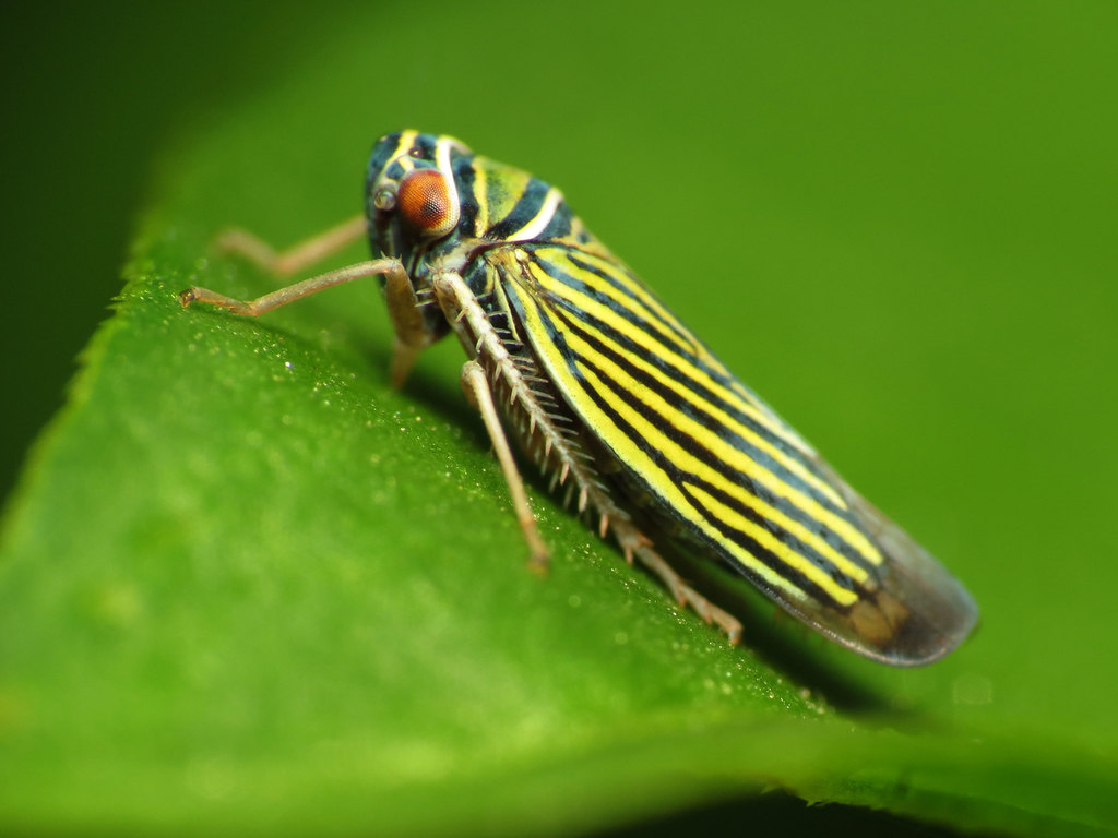 Tylozygus bifidus