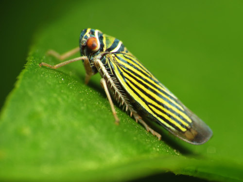 Tylozygus bifidus