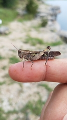 Chortophaga australior