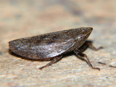Poophilus costalis