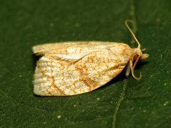 Adoxophyes negundana