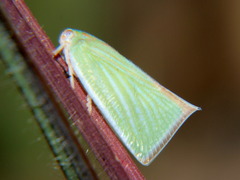 Paranotus