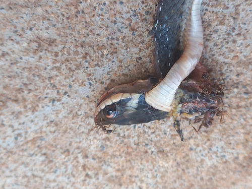 Erythrolamprus oligolepis
