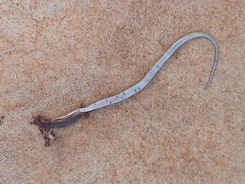 Erythrolamprus oligolepis