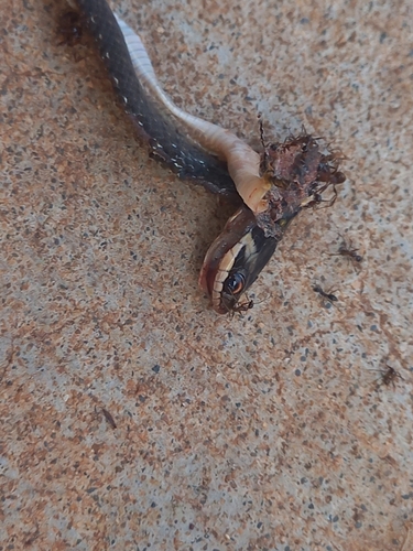 Erythrolamprus oligolepis