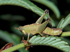 Lophothericles euchore