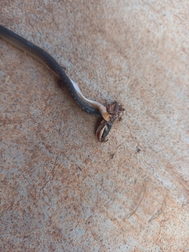 Erythrolamprus oligolepis