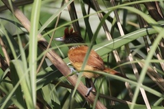 Thamnophilus doliatus image