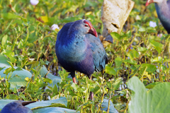 Porphyrio poliocephalus