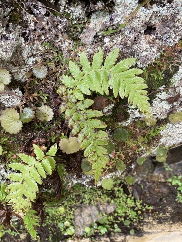 Leptogramma pozoi image