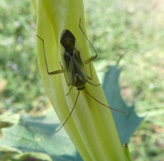 Adelphocoris lineolatus