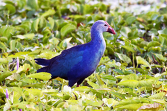 Porphyrio poliocephalus
