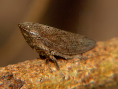 Poophilus costalis